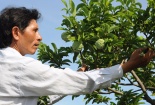 Thu lợi lớn từ đăng ký bảo hộ địa danh đặc sản